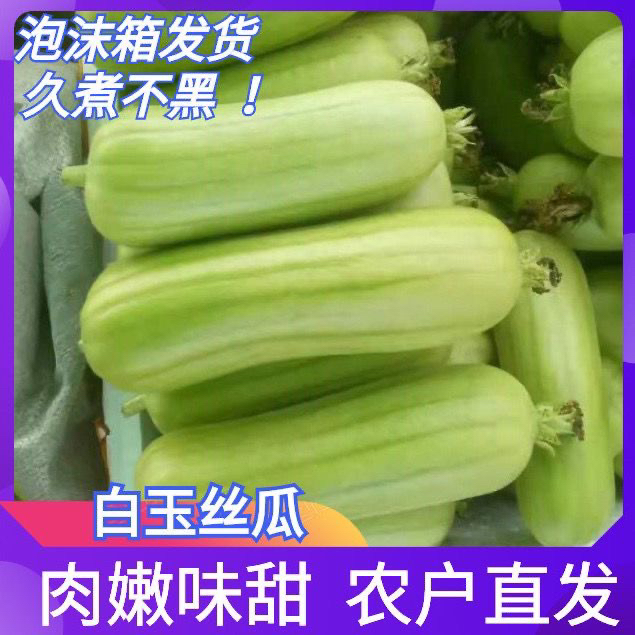 【新鲜】白玉丝瓜新鲜福建蔬菜肉丝瓜牛奶丝瓜香丝瓜菜瓜蔬菜组合