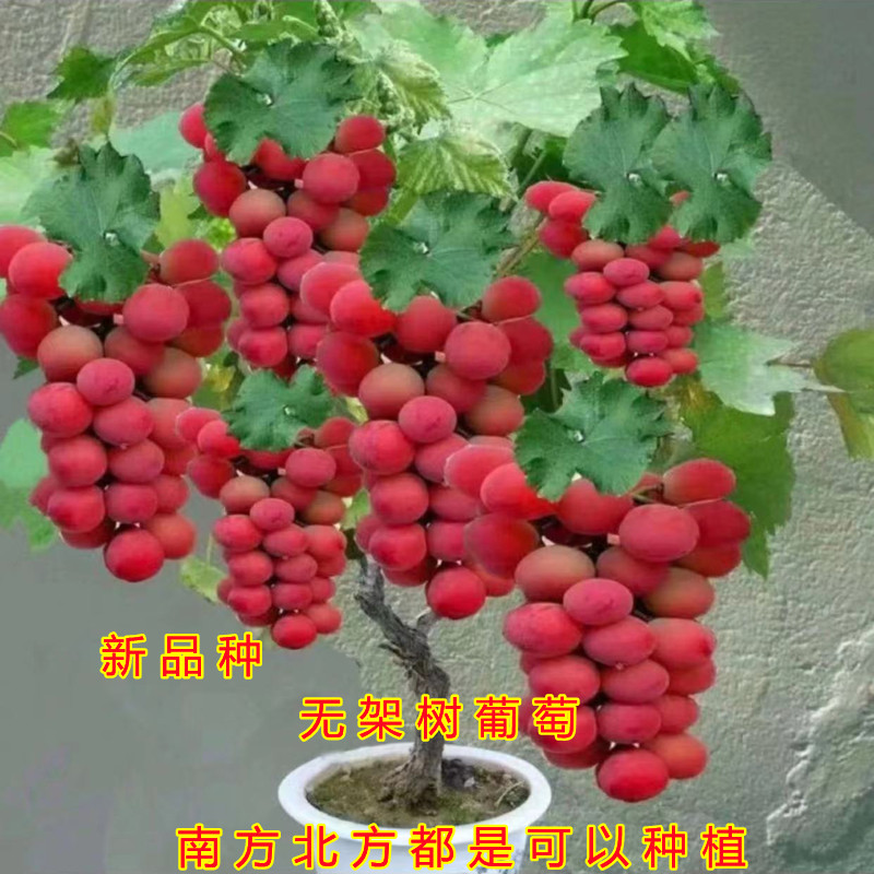 无架树葡萄苗  南方北方盆栽地栽 好养易活好品种 抗寒树葡萄树苗