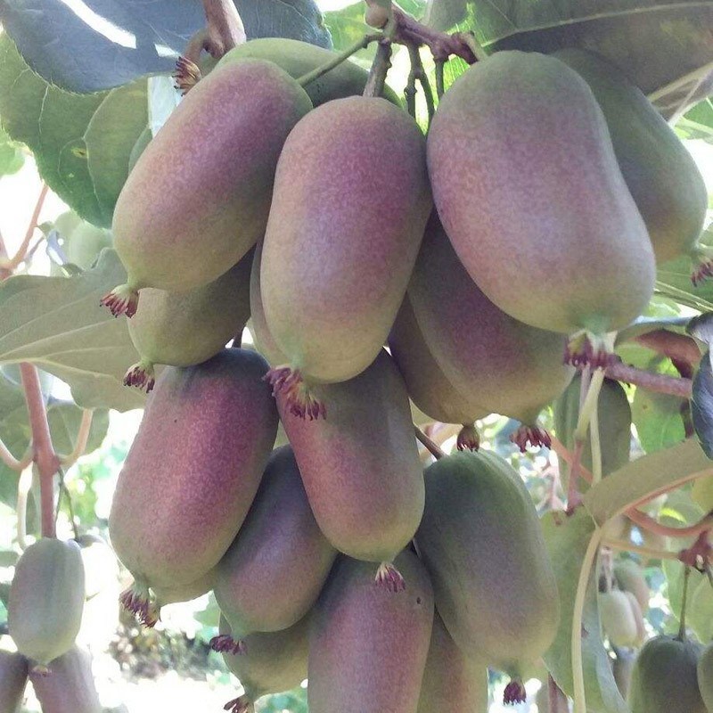 正宗软枣猕猴桃树苗庭院种植爬藤红心奇异果地盆栽抗寒耐热猕猴桃