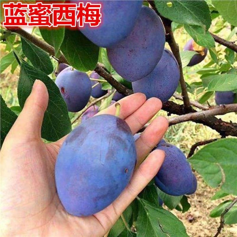 蓝蜜西梅李子树苗李子树苗当年结果嫁接李子果苗盆栽地栽当年结果