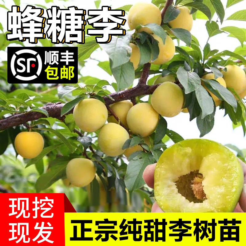 蜂糖李子树苗嫁接特大晚熟脱骨青脆李子果树苗南北方种三华李树苗