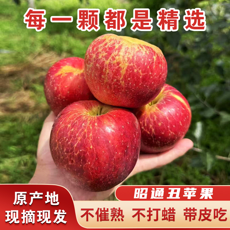 [当季]正宗云南昭通甜蜜苹果新鲜水果现摘现发丑苹果5斤10斤