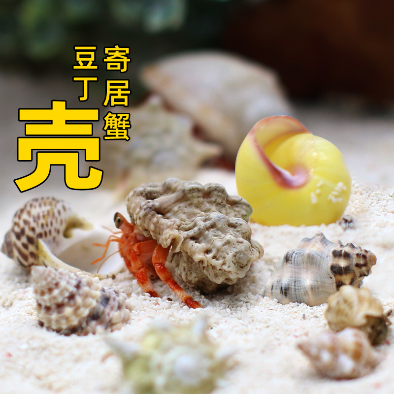 【豆丁寄居蟹替换壳】～迷你房子 天然贝壳海螺壳装饰造景