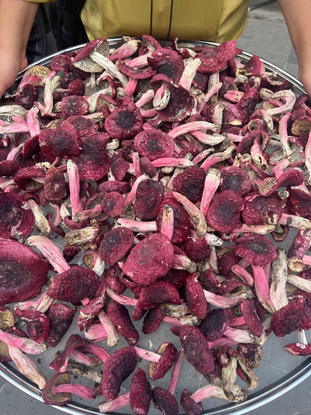 包邮腾冲本地红菇标菇250克