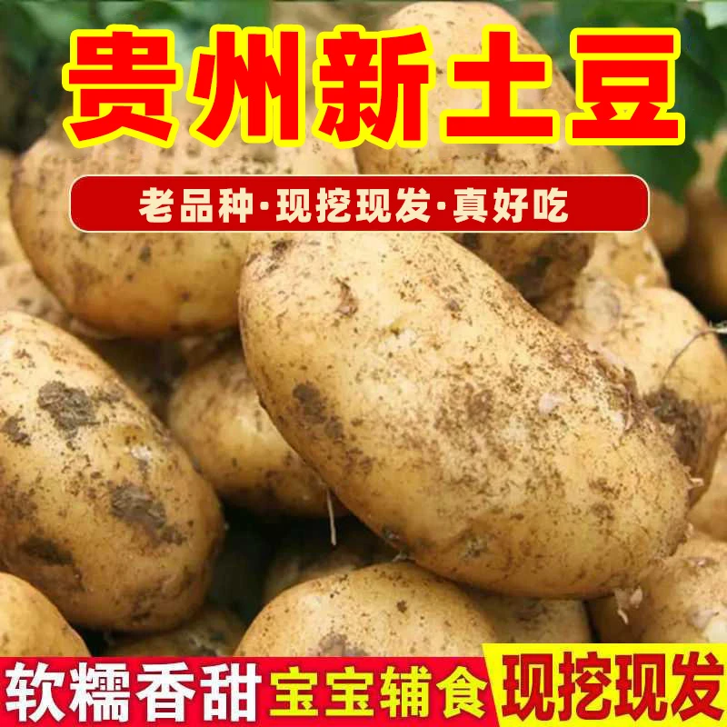 贵州黄心土豆黄皮土豆大个软糯洋芋马铃薯黄肉土豆黄心当季蔬菜