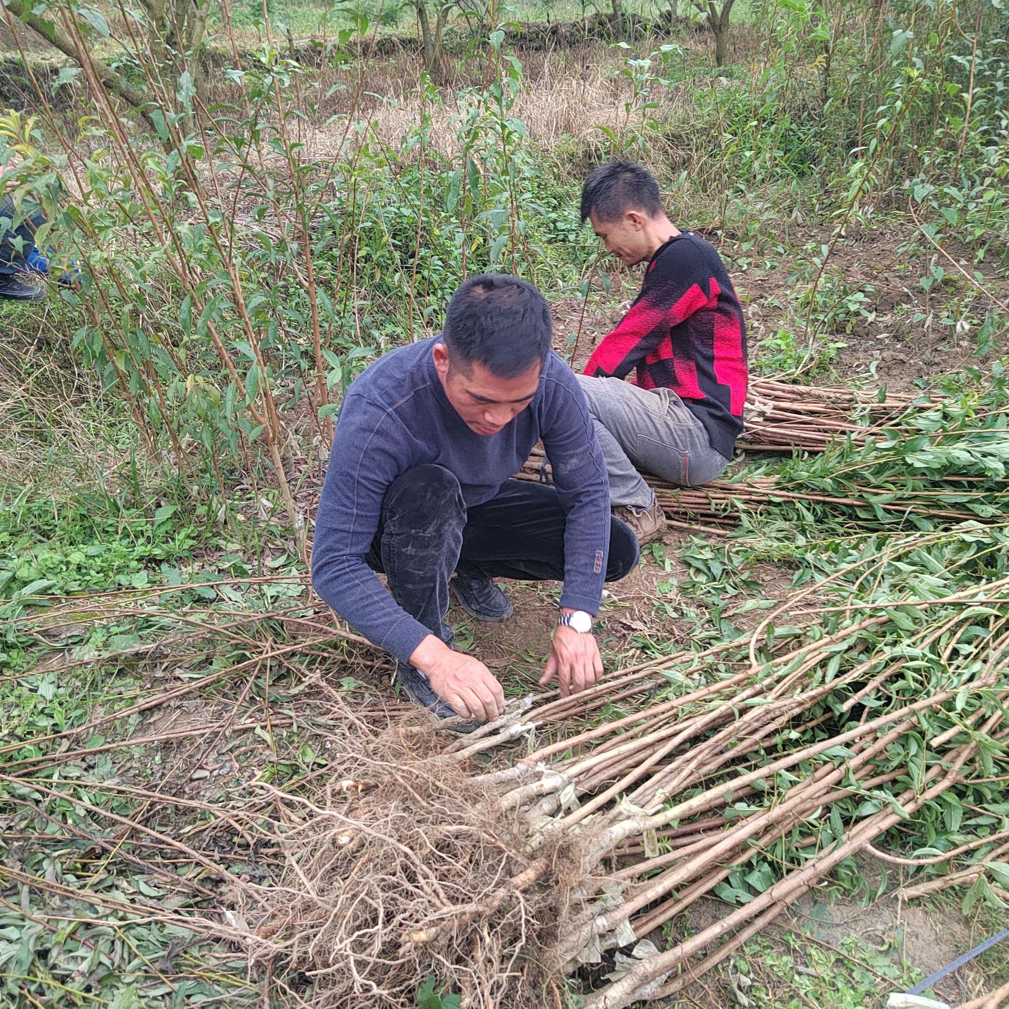 正宗六马蜂糖李一代嫁接苗原产地现挖基地直发包邮李子