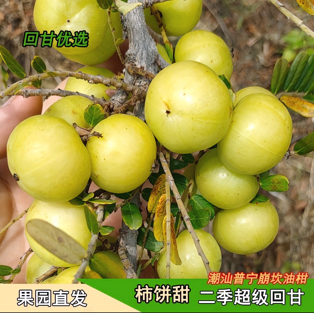 新鲜油甘余甘果滇橄榄产品甘甜二季鲜果1箱直发特惠水果优选