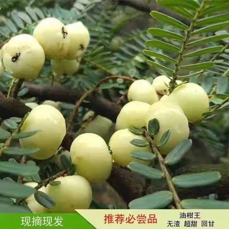 葵豐盛潮汕兄弟油柑王新鲜柿饼油柑果余甘果孕妇水果甜丙柑1斤