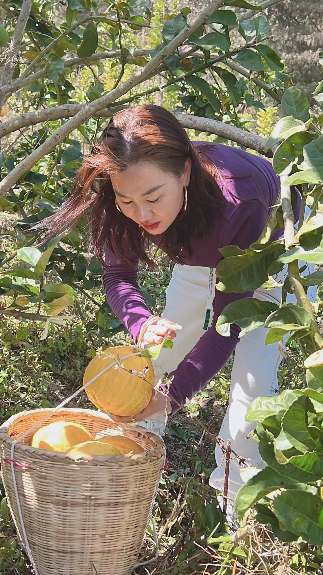 云南甜脆香橼滇香橼香泡树