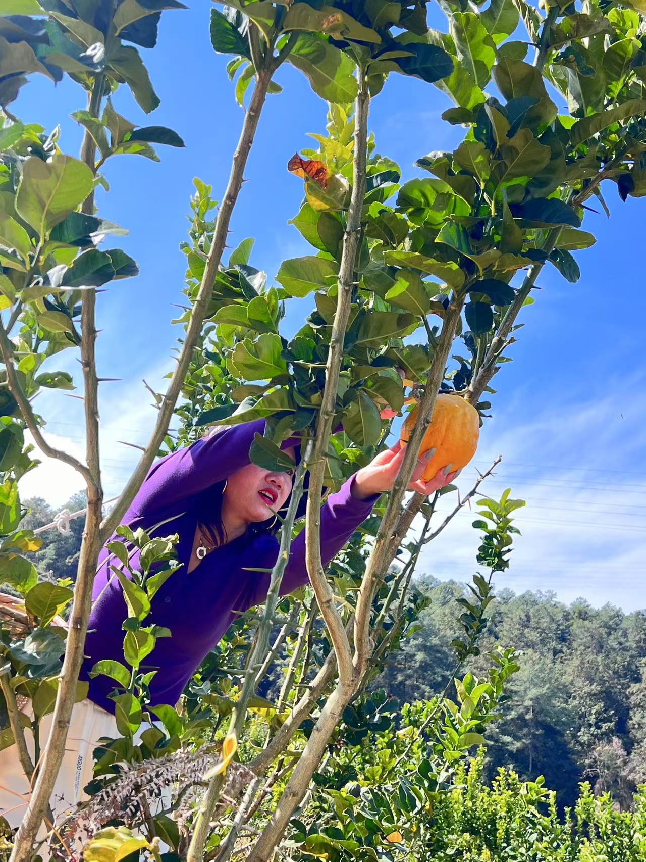云南甜脆香橼现摘香橼果，滇香橼，香泡树，观赏采摘绿植水果新鲜