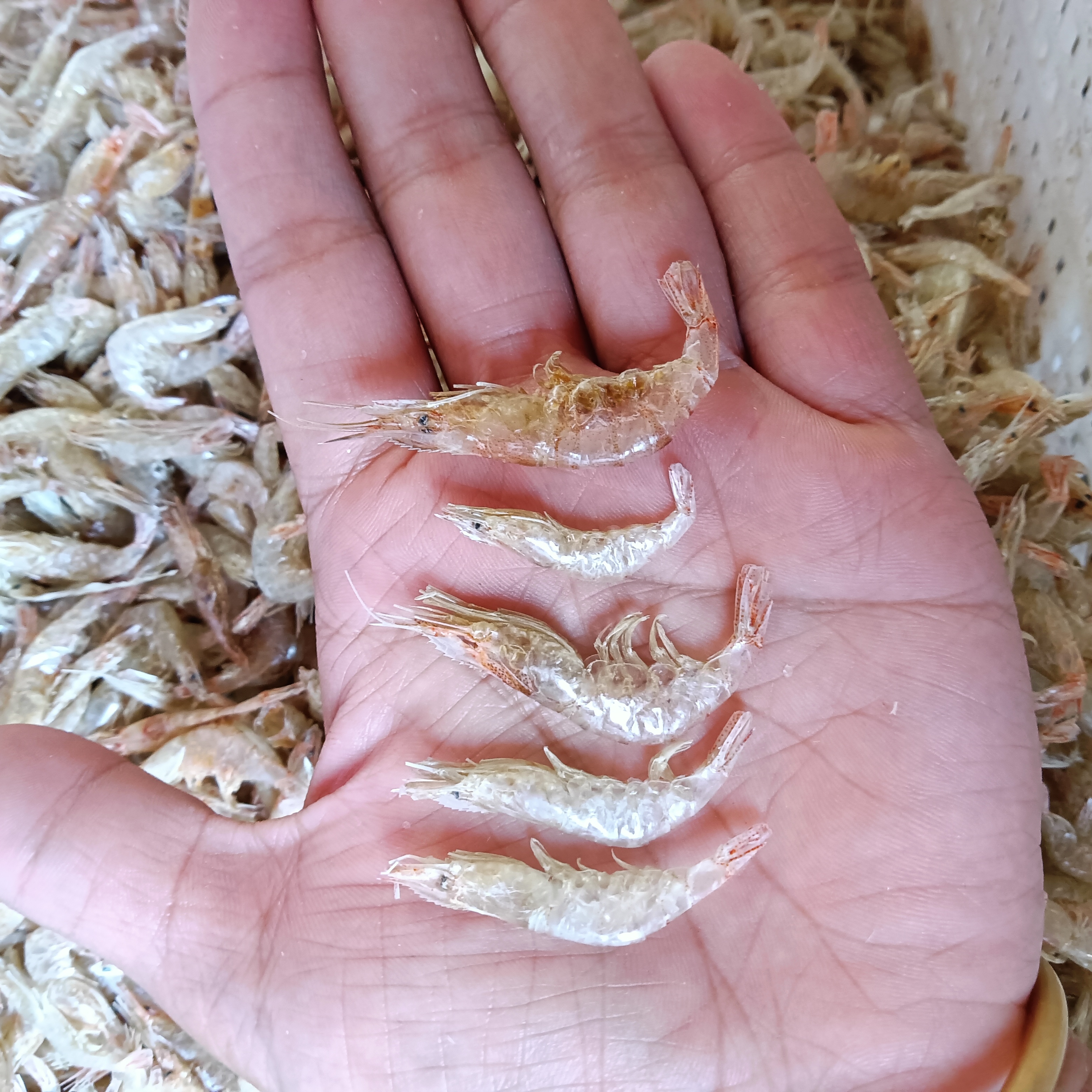 安徽特产淡水湖白米虾干小虾，肉多劲道，天然晾晒无盐可蒸炒煮汤