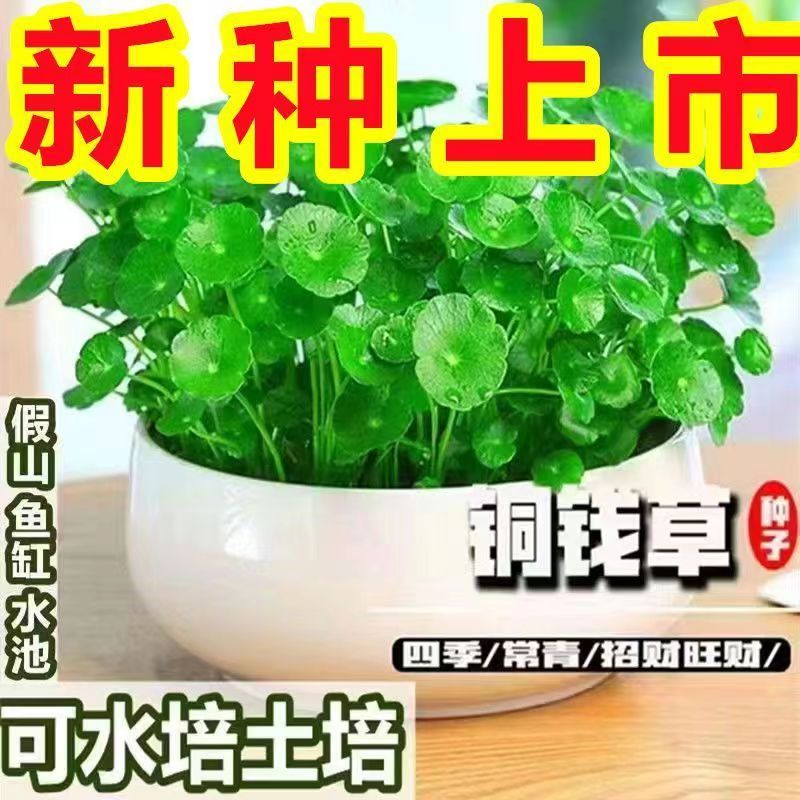 阳台花盆菜籽铜钱草种子水培办公室盆栽花卉绿植金钱草绿开春播种