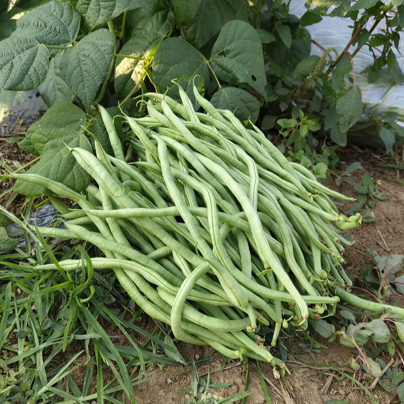 贵州农家露天种植新鲜无筋豆青豆角嫩四季豆