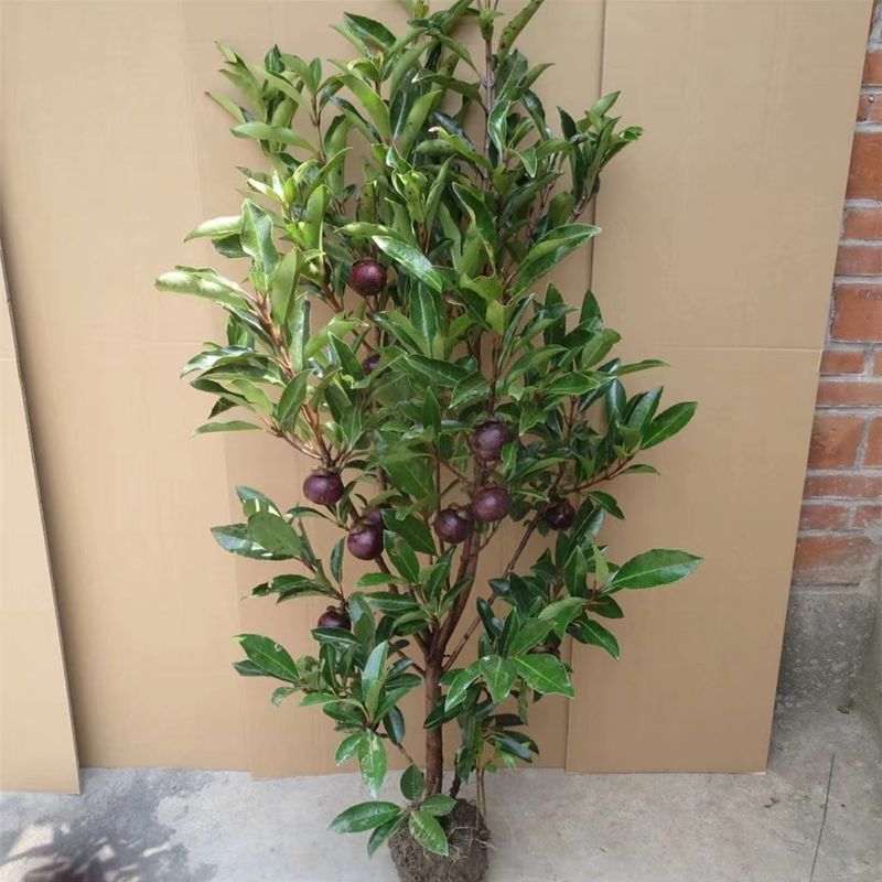 云南树苗无籽山竹果树苗山竹树苗南方北方种植水果水果树苗