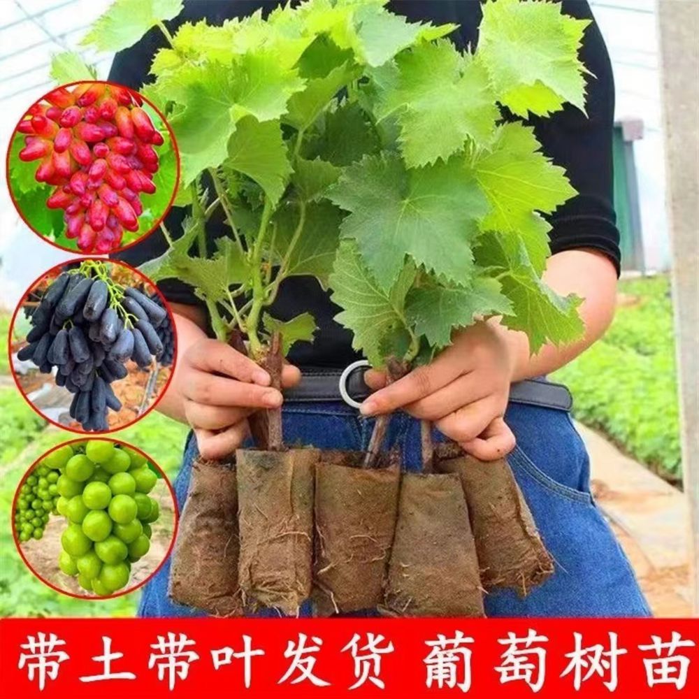 云南阳光玫瑰葡萄蓝宝石葡萄树苗盆栽果树苗南北方种植水果树苗