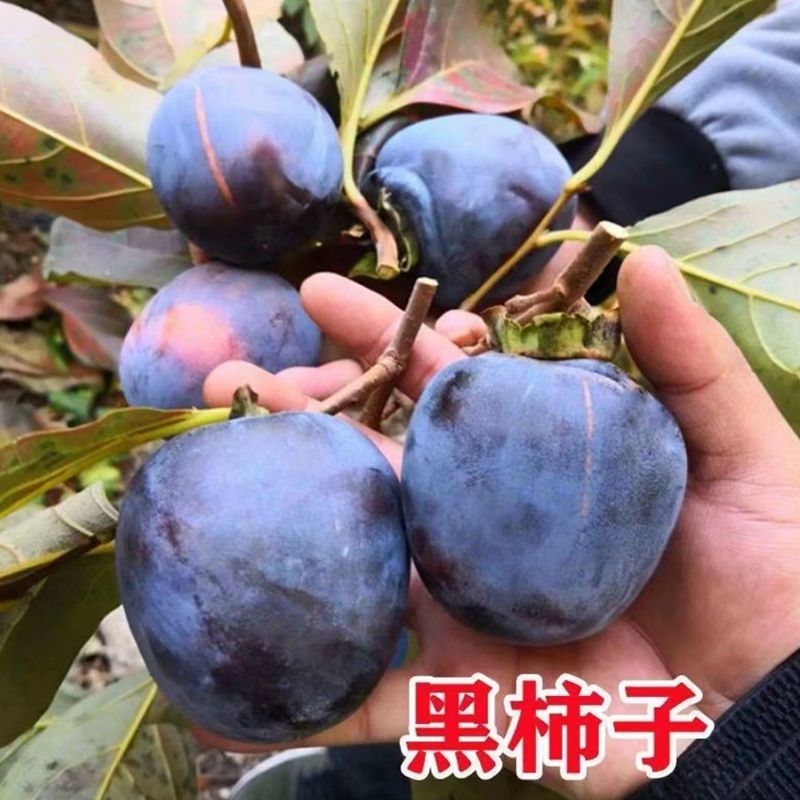 嫁接黑柿子树苗果树苗南方北方四季庭院阳台种植盆栽地栽水果树苗