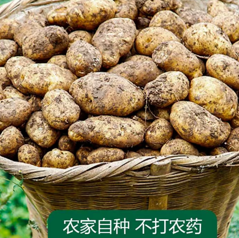 贵州威宁老品种米拉洋芋生鲜南方土豆贵州洋芋土特产马铃薯
