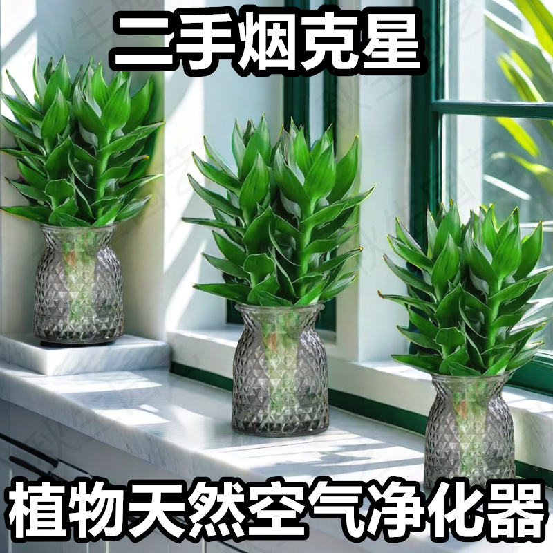 观音竹摆件盆栽客厅办公室内绿植花卉桌面水培富贵竹四季好养盆景