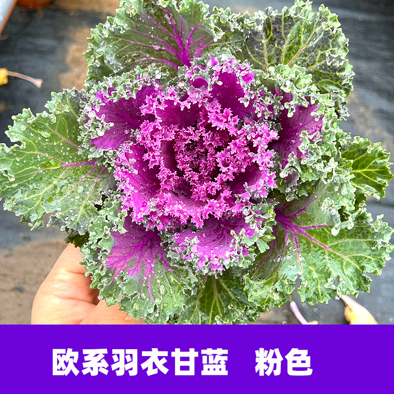 【盆栽】粉羽衣甘蓝苗盆栽 绿紫粉羽叶阳台盆栽大田四季蔬菜苗