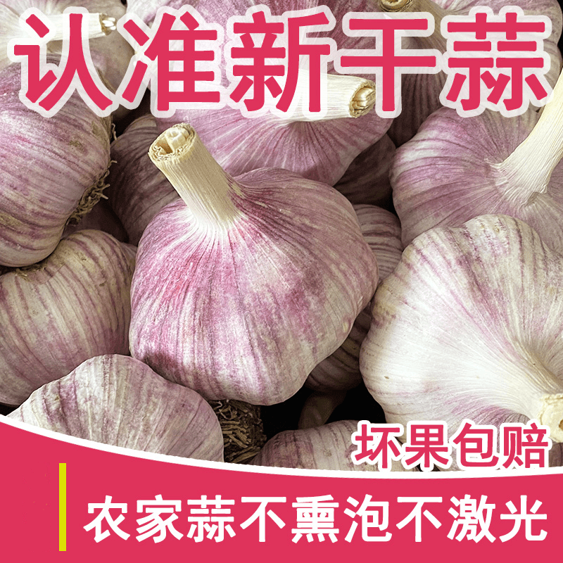 【特大果】山东金乡紫皮5斤大蒜头新鲜紫白皮蒜可种金乡自种大蒜3斤