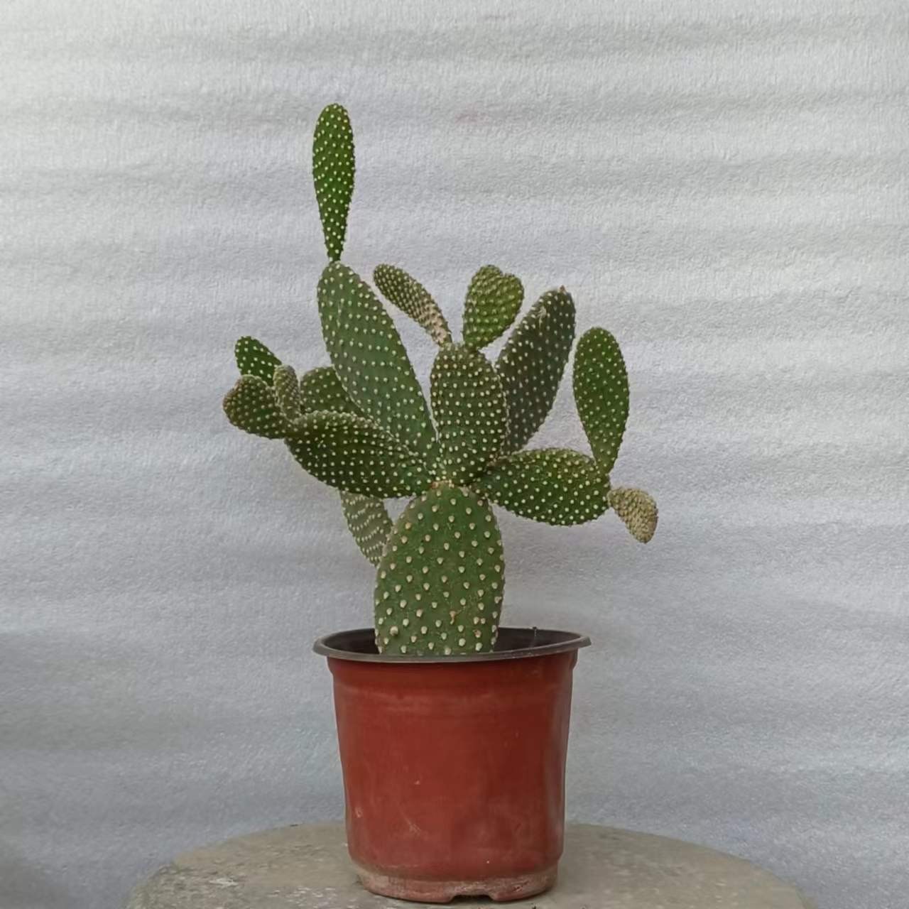 主播推荐白毛掌花卉绿植零下5度以上可随时发货