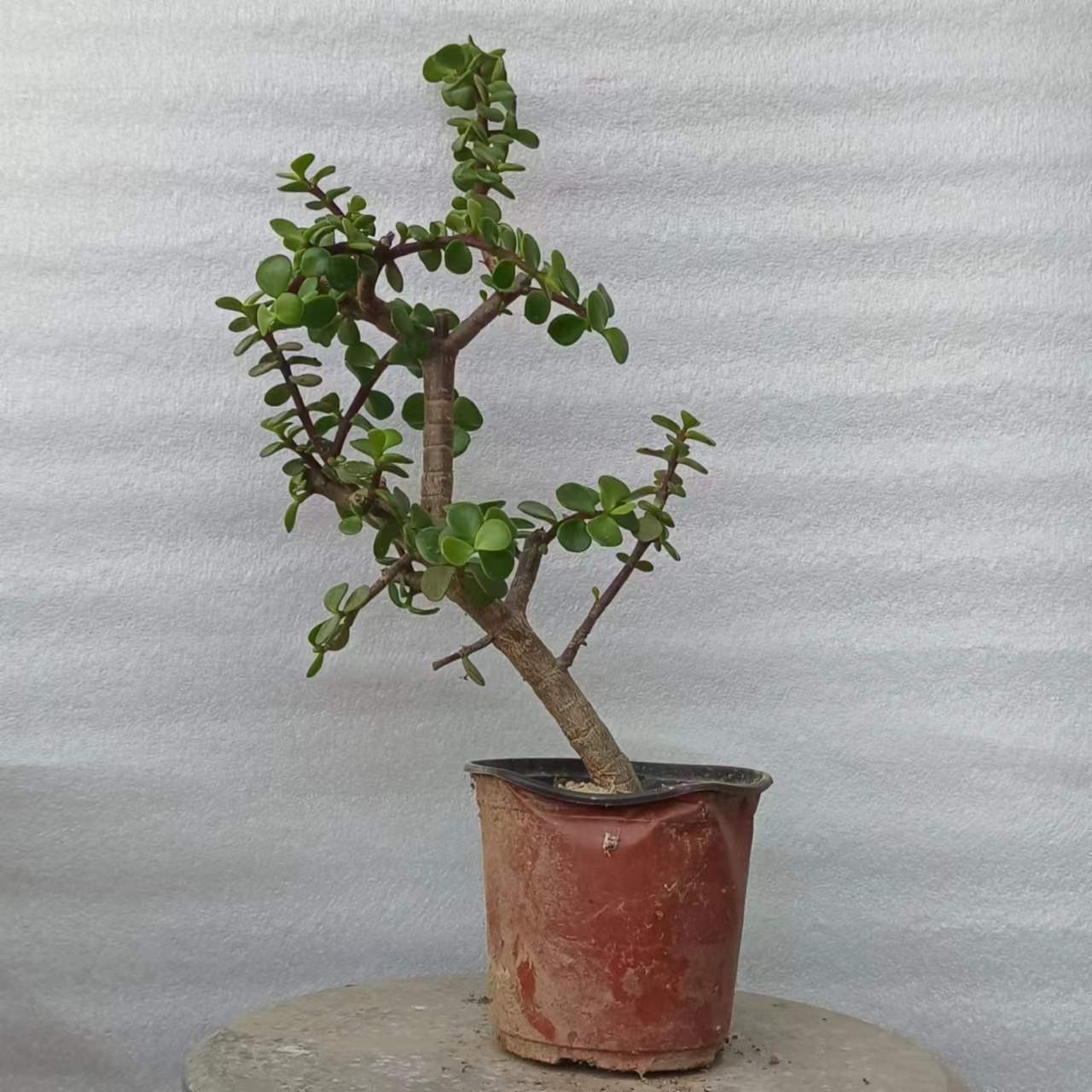 主播推荐金枝玉叶斜杆式花卉绿植零下5度以上可随时发货