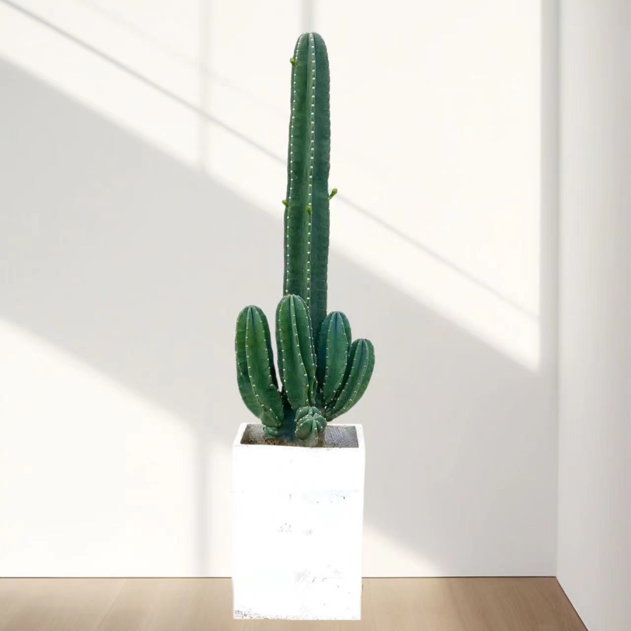 大型仙人掌盆栽量天尺仙人柱室内绿植夏季花园植物庭院阳台客厅
