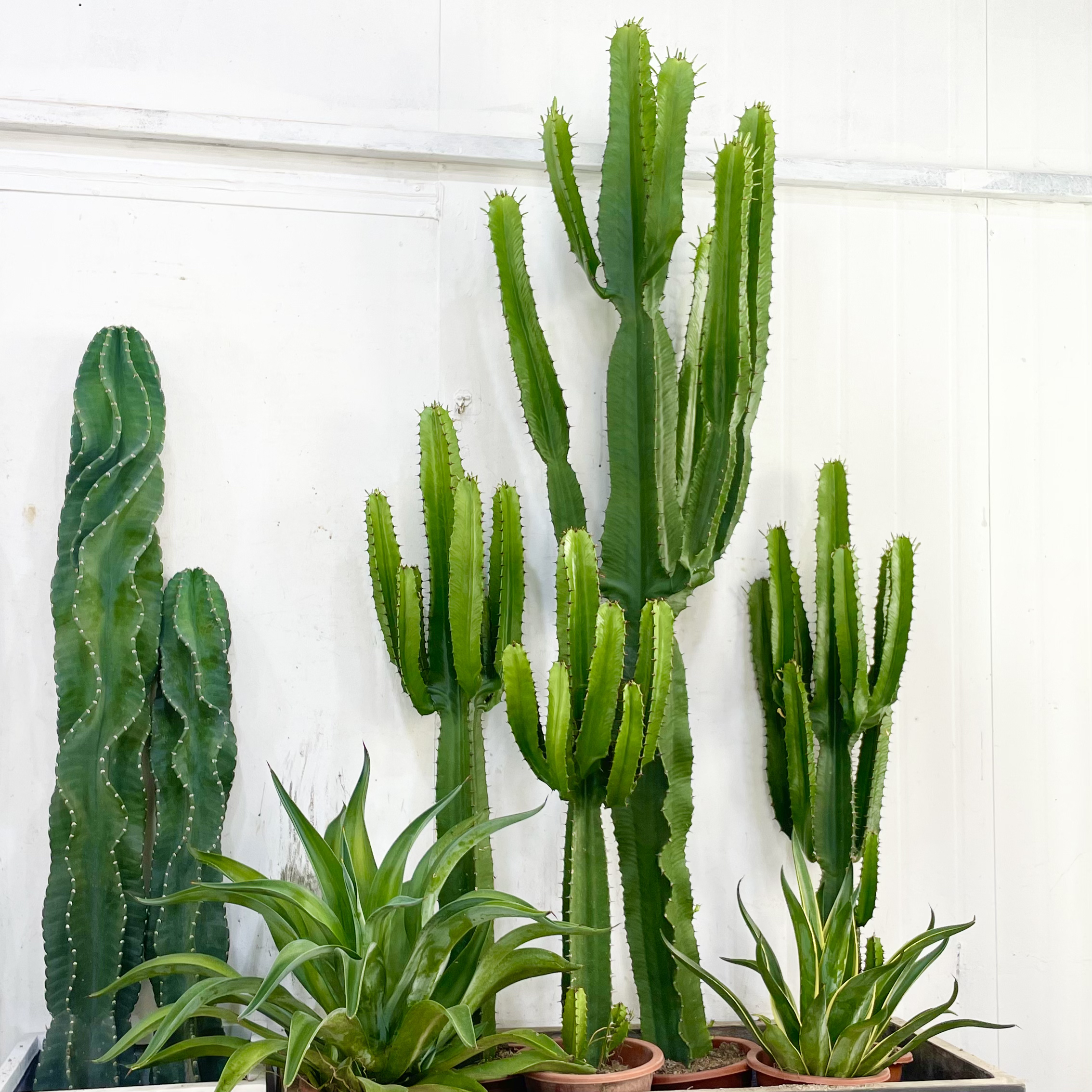 仙人掌植物仙人柱盆栽热带植物庭院景观小戟阁沙生植物仙人掌盆栽