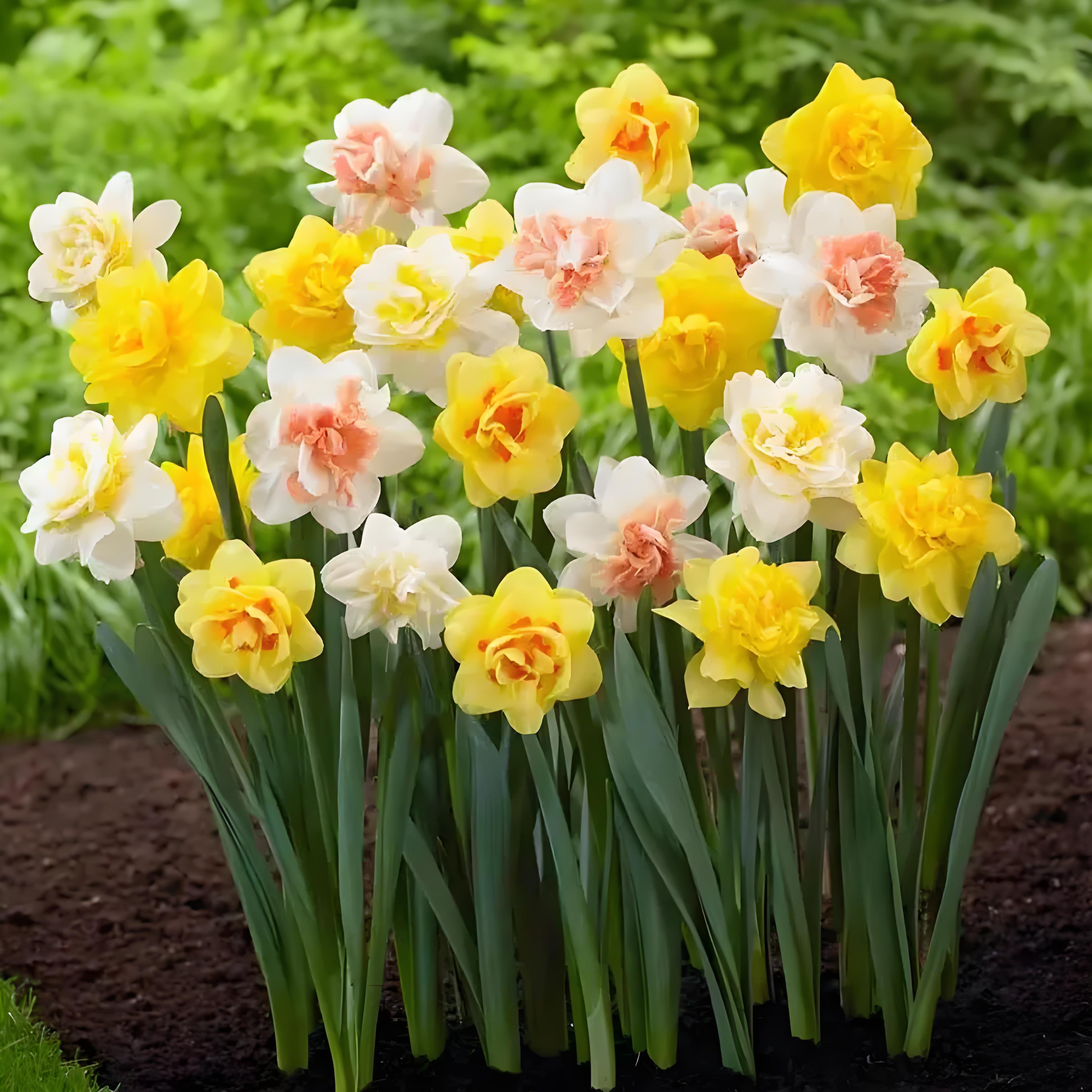 洋水仙进口重瓣大花耐寒地栽盆栽水培阳台庭院种球水仙花