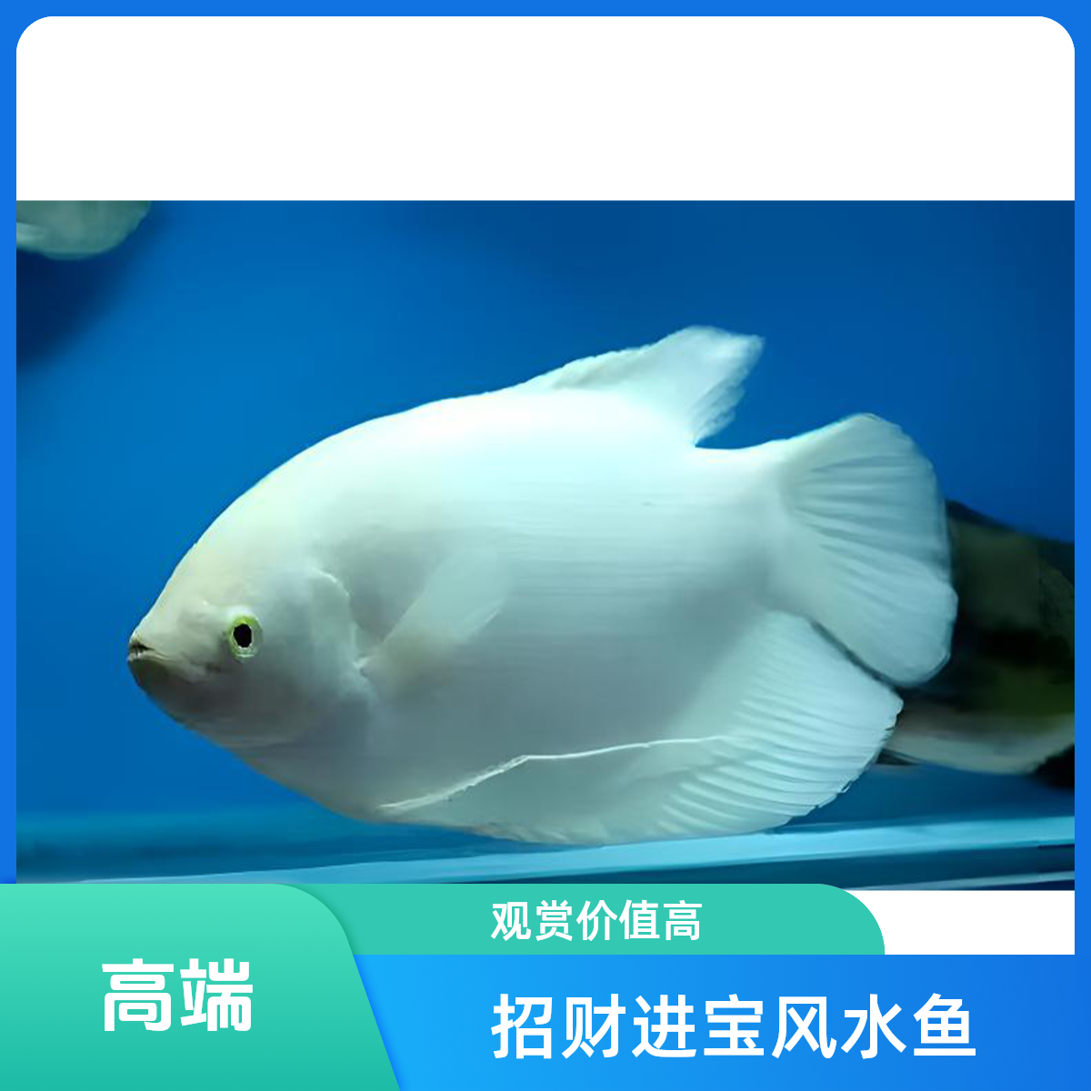 招财鱼战船活体红眼白招财中大型热带鱼观赏鱼北方白云