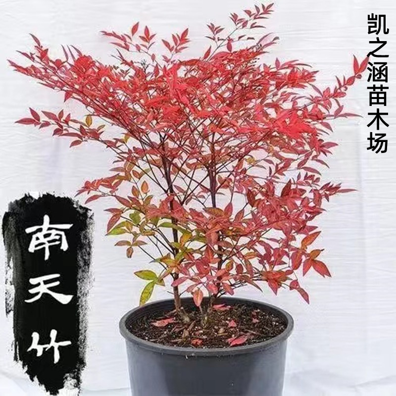 南天竹树苗火焰竹红天竹盆栽红天竹苗红叶植物观叶庭院耐寒绿化