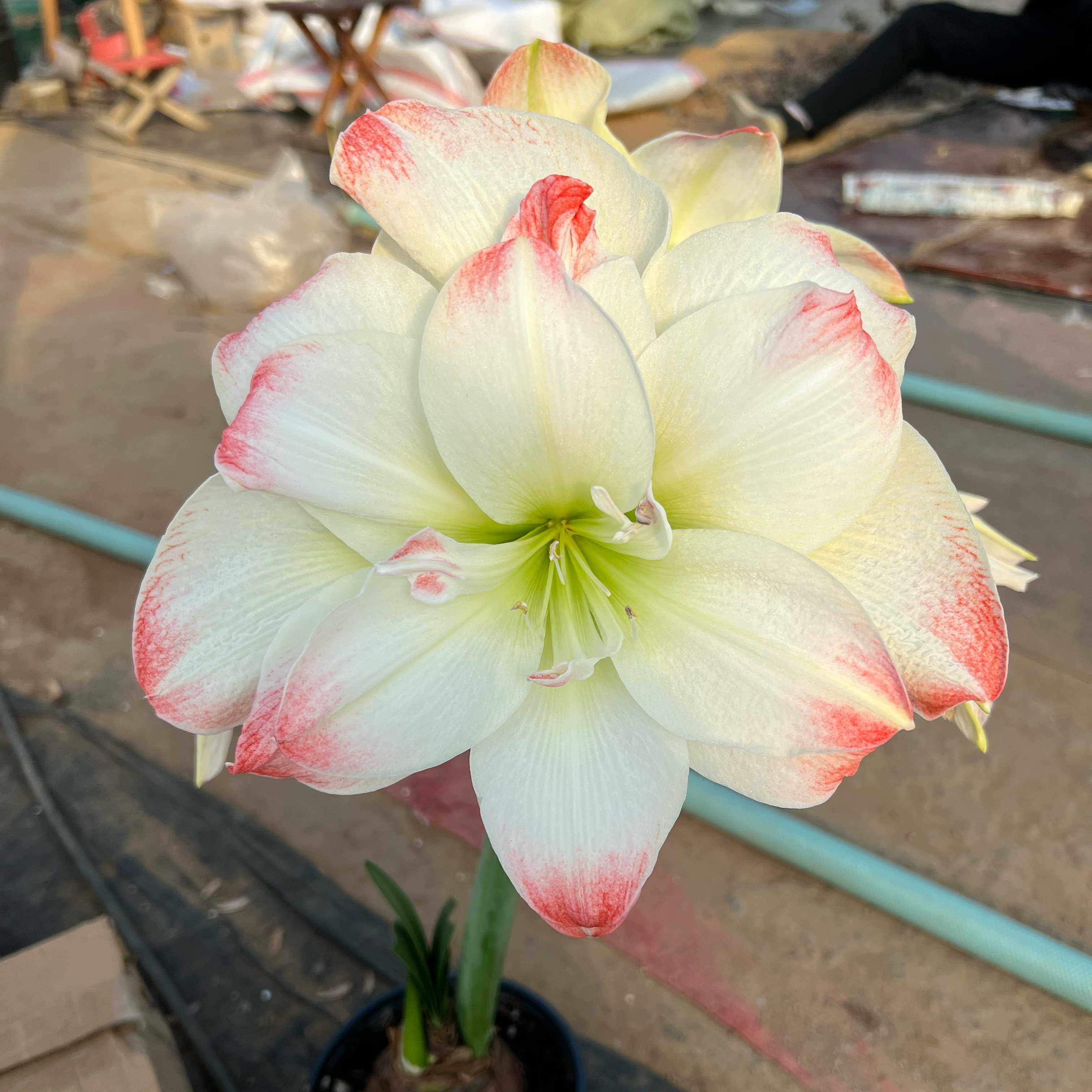 （小花匠花坊）糖果戴斯～重瓣，秘鲁进口朱顶红种球