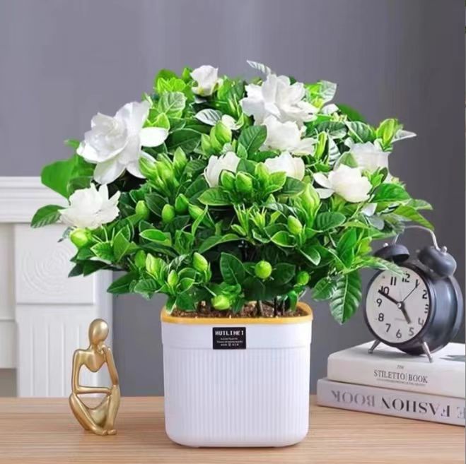 栀子花盆栽花卉植物带花苞桌面阳台水培绿植浓香型大花多季节开花