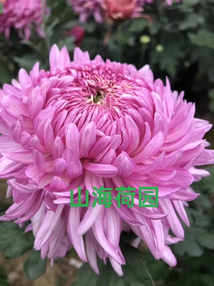 双11产地直发【山海荷园】大花丝菊九月菊好养活耐热寒