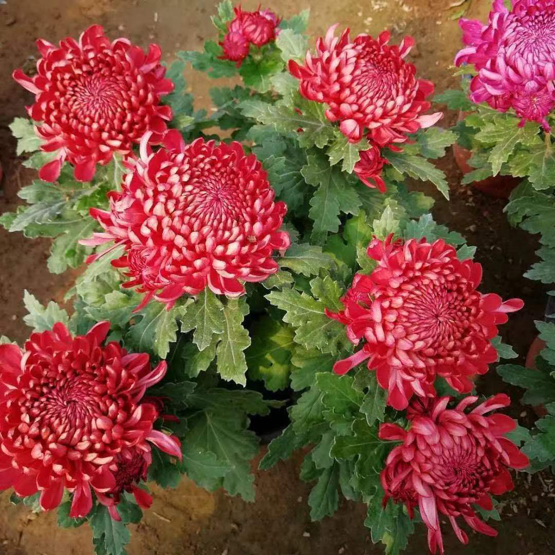 双十一产地直发【红绣球】大花带花苞大花系列