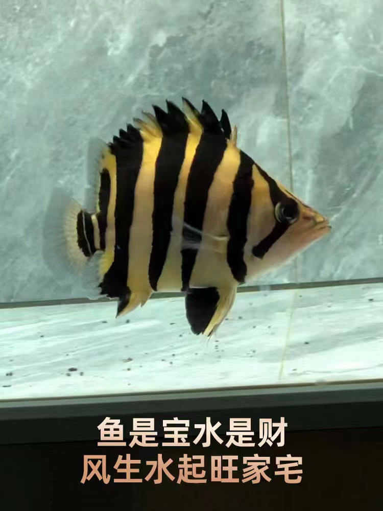 观赏鱼活体热带鱼 印尼三纹虎鱼四纹虎鱼泰北三纹虎鱼印尼虎鱼