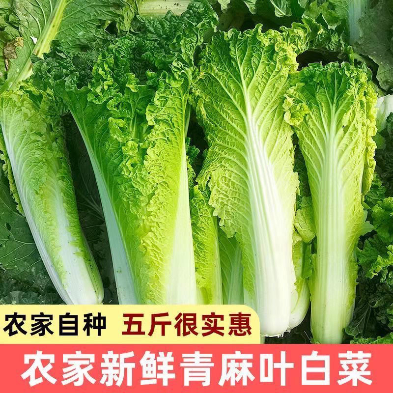 现贵州青口白菜现摘现发高山露天种植火锅麻叶白菜当季菜新鲜