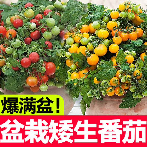 矮生番茄秧苗小西红柿千禧种苗盆栽圣女果水果蔬菜苗四季盆栽生长