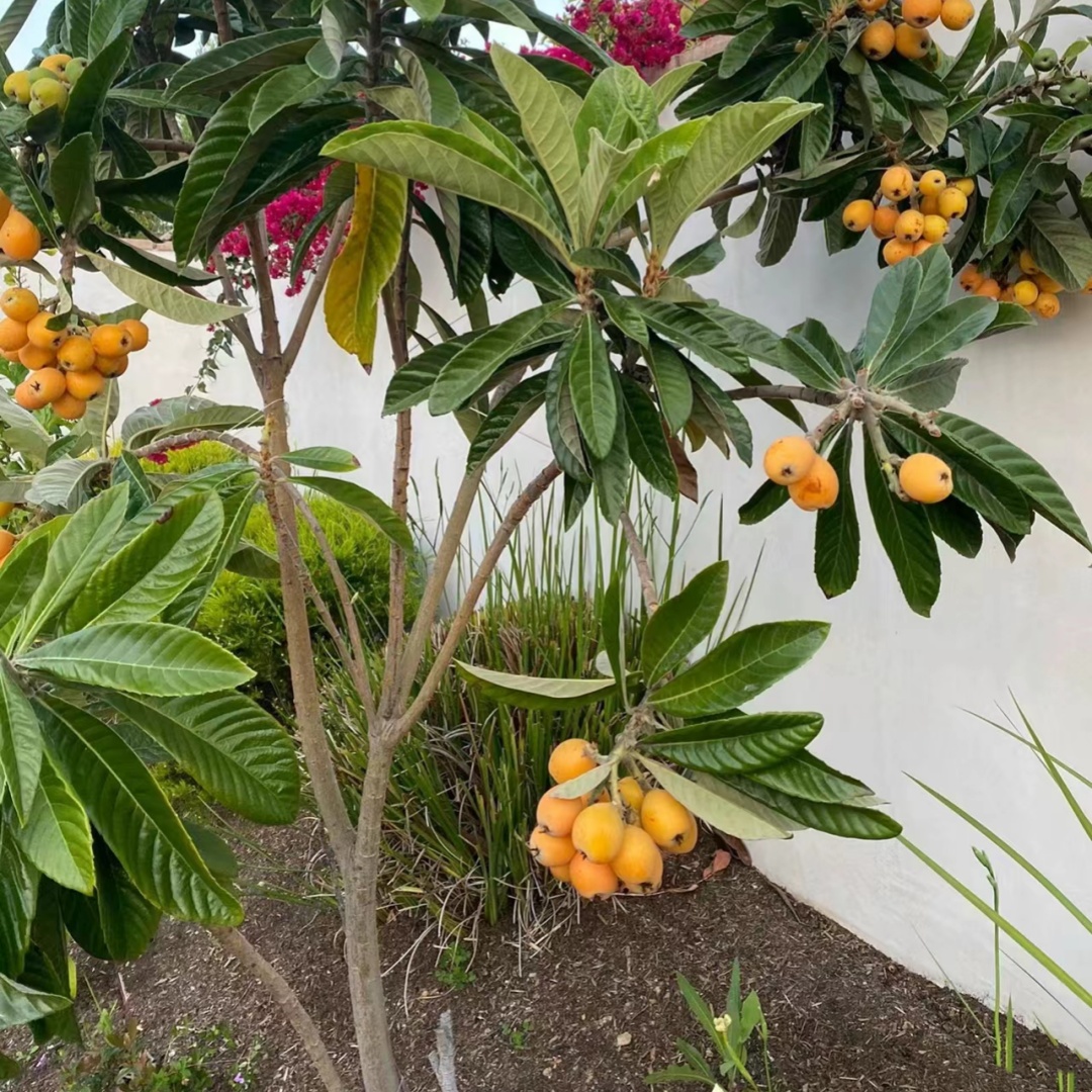 新品种特大枇杷树苗无核砂糖枇杷果树苗南方方种植耐寒盆栽地栽