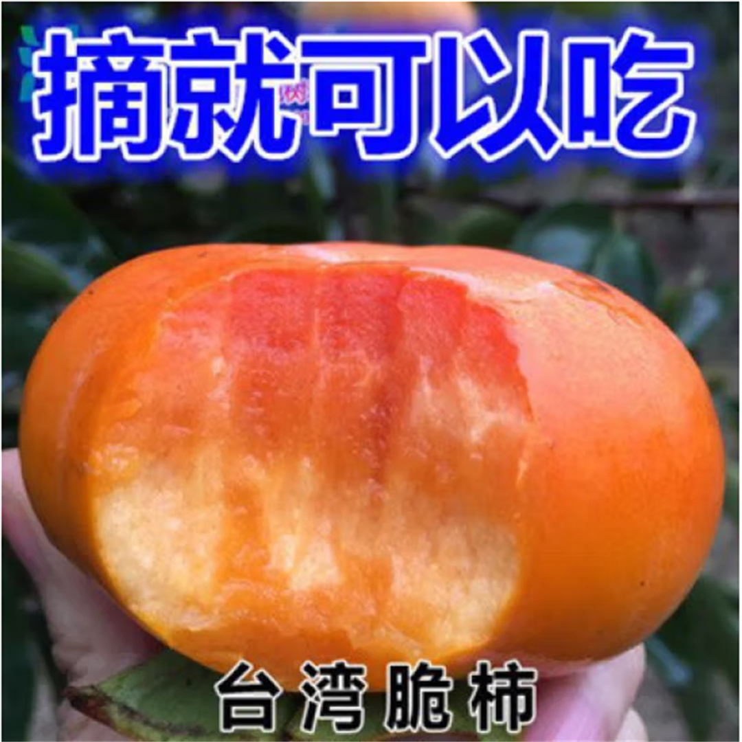 嫁接脆甜柿子树庭院果树果苗盆栽地栽南北方种植太秋甜柿柿子苗树