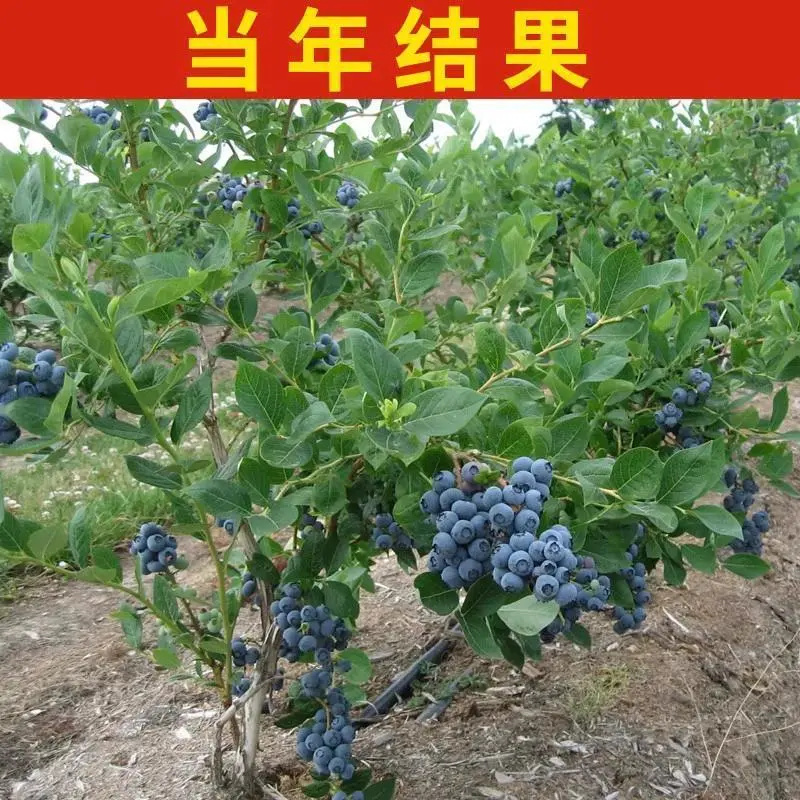 蓝莓树果苗盆栽特大号蓝莓苗带果子南北方易种植兔眼绿宝石果树苗