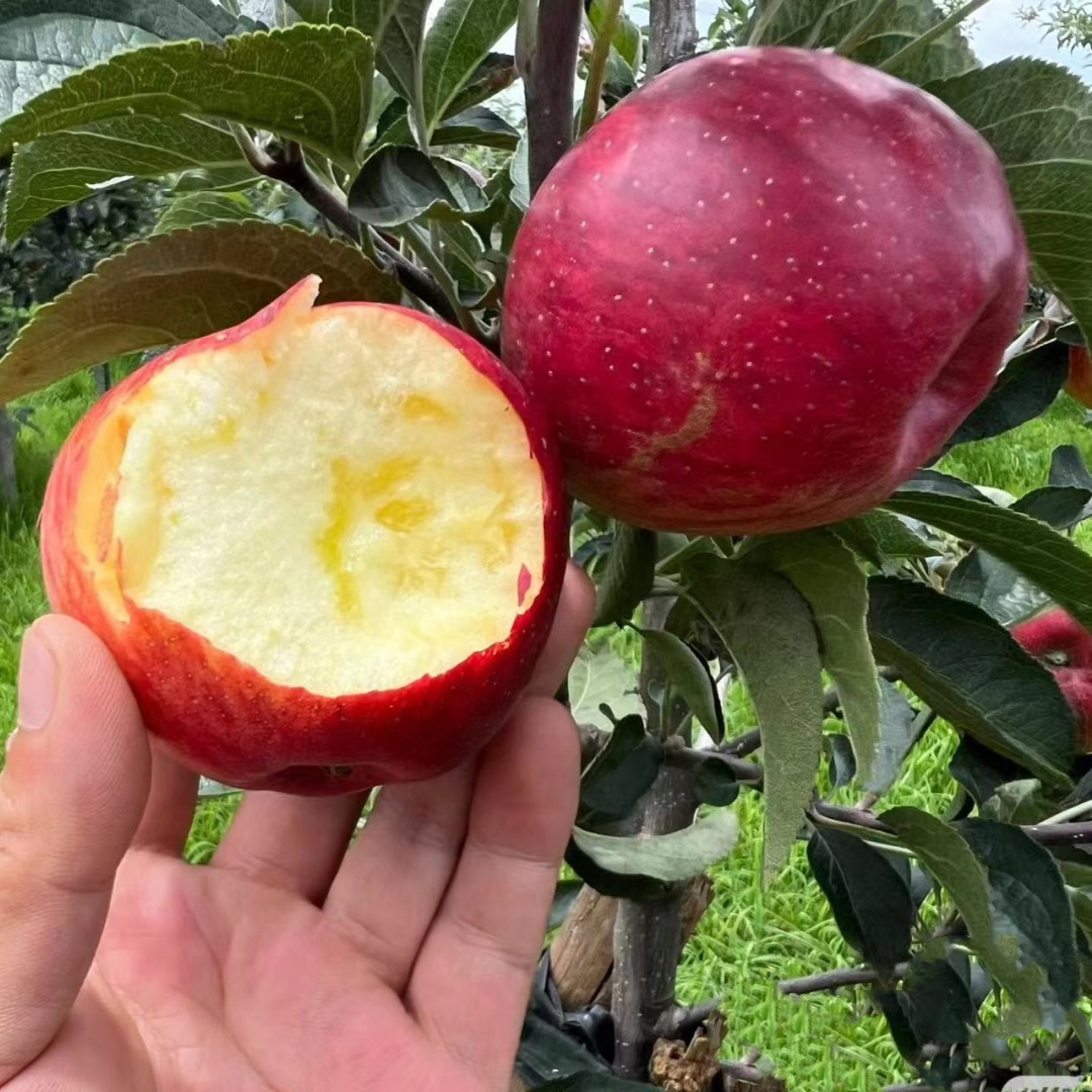 苹果树果苗嫁接红富士冰糖心南方北方种植盆栽地栽矮化小苹果树苗