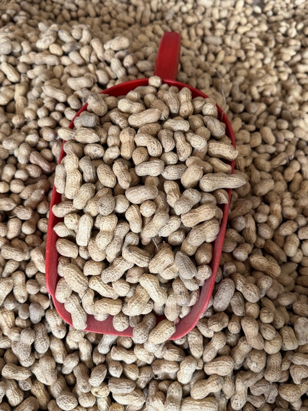 惠安本地生花生小琉球