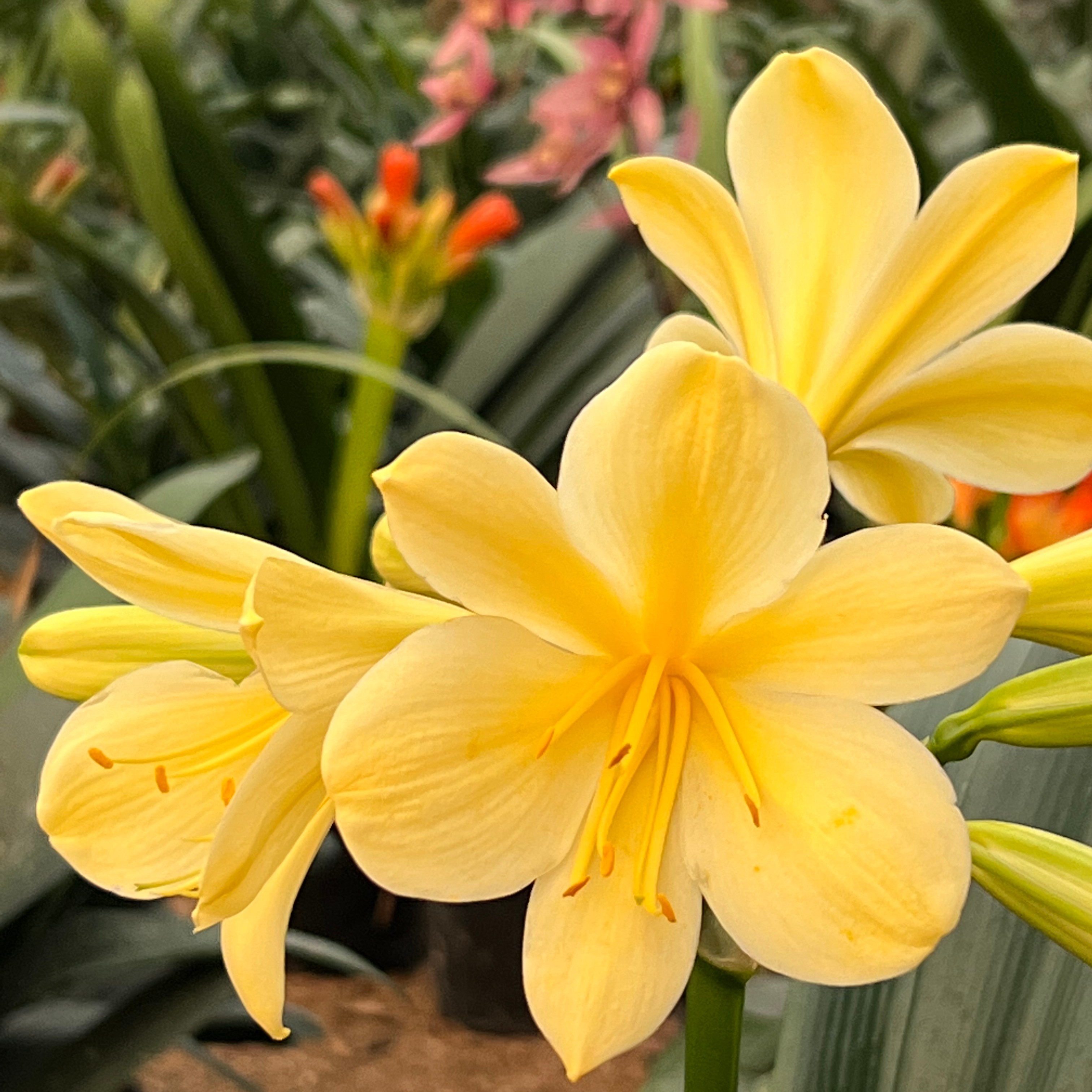 黄花君子兰对版大小苗异花细叶室内绿植花卉四季常青好养黄色开品