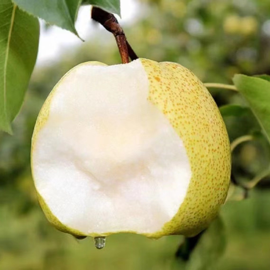 砀山酥梨老梨树 应季水果 现摘现发 坏果包赔