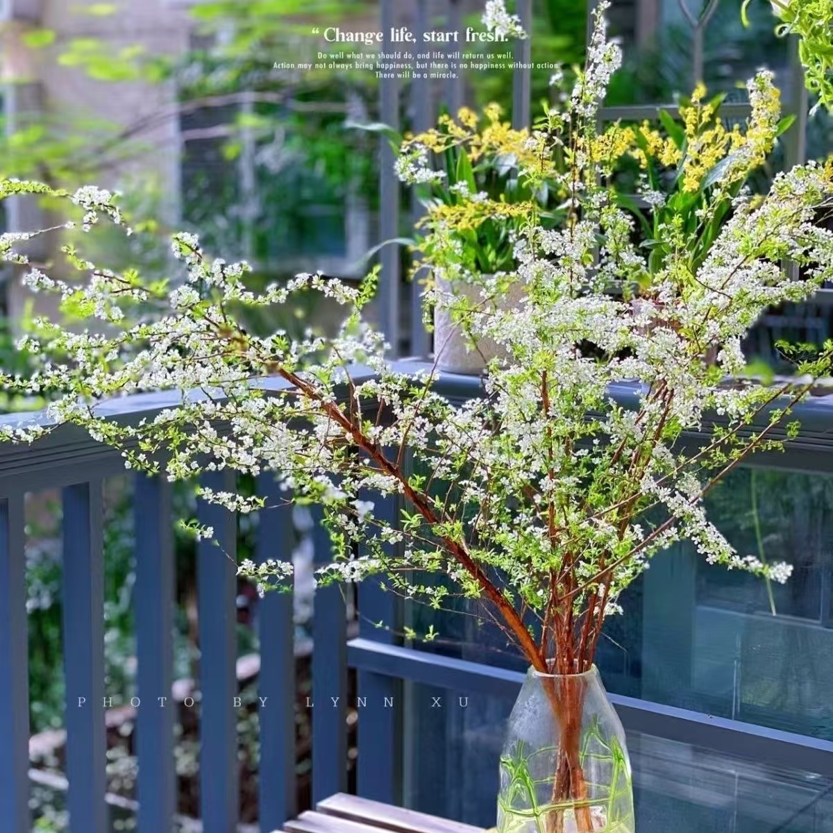 网红款鲜枝雪柳泡水开花水培冬季耐寒花卉干枝遇水家居室内绿植