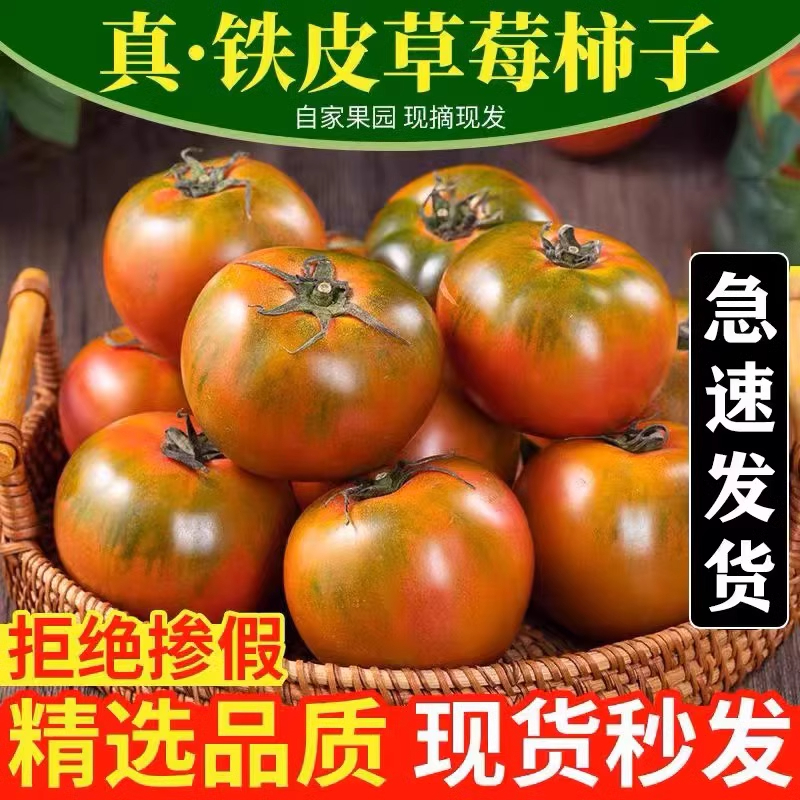 【5斤精品小果】丹东铁皮草莓柿子碱地柿子自然熟生吃水果西红柿