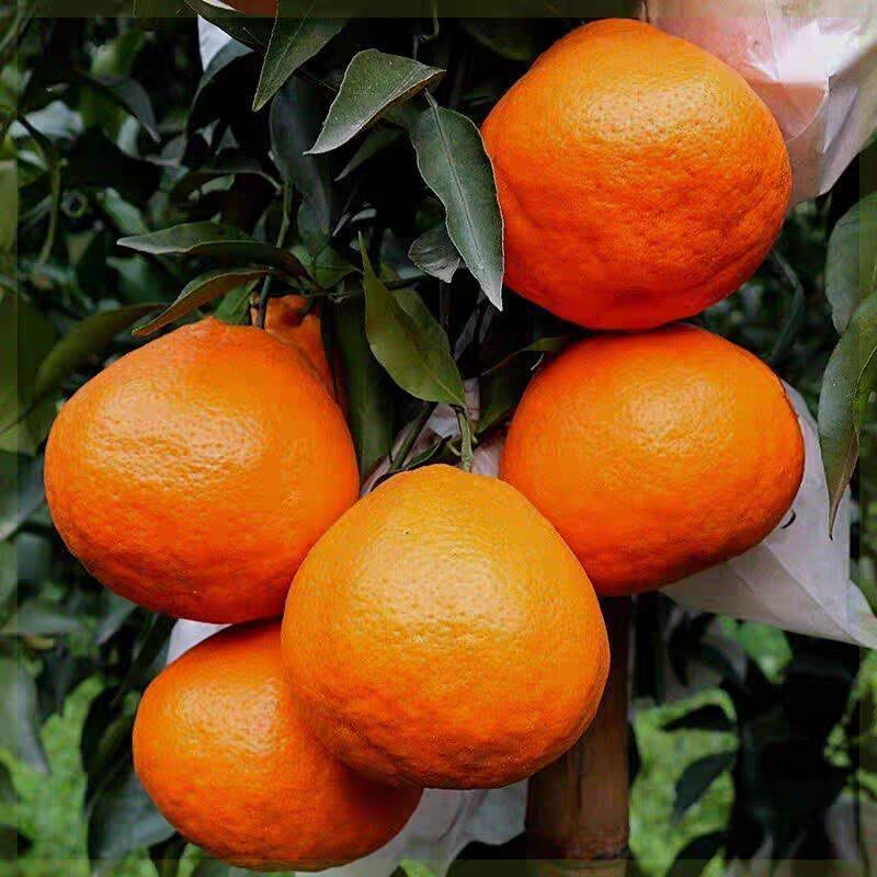 四川春见耙耙柑桔子树苗 丑橘子树苗 嫁接桔子苗丑八怪柑桔树苗