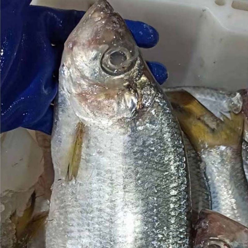 白磷鱼四斤净重 速冻顺丰包邮 日照发货精选优质美味好吃腌制咸香