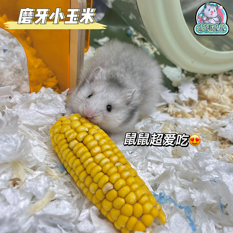 泡泡有球球 小玉米仓鼠零食兔子龙猫豚鼠荷兰猪金丝熊黄色磨牙棒